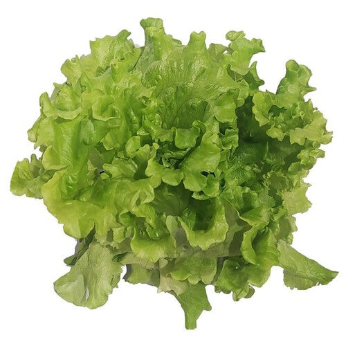 Sałata batawska Warzywa Auchan 1 sztuka