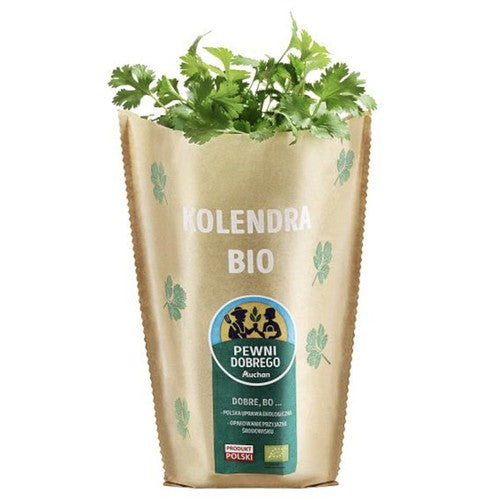 BIO Kolendra  Pewni Dobrego sztuka